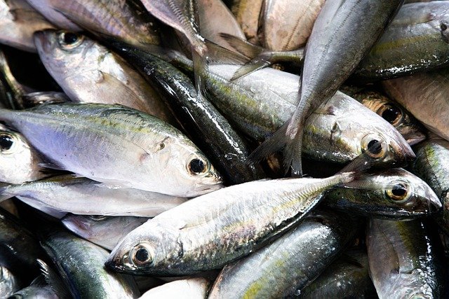 【魚類・貝類・甲殻類】魚介類に含まれる栄養素と摂取メリットは？